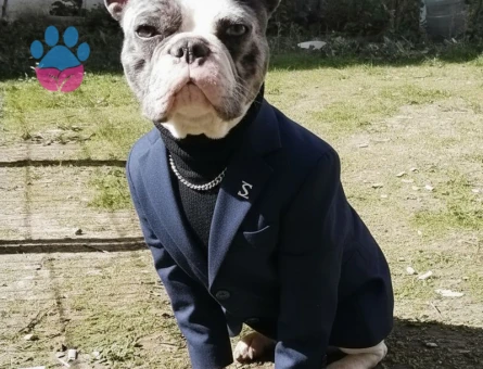 French Bulldog Latte Eş Arıyor