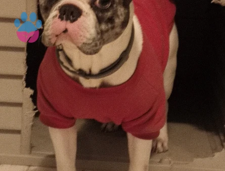 French Bulldog Latte Eş Arıyor