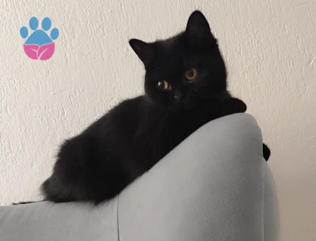 British Shorthair Kızgınlıkta