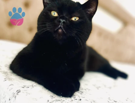 Eş arıyorum british