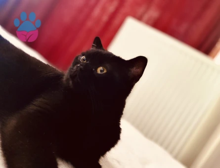 Eş arıyorum british