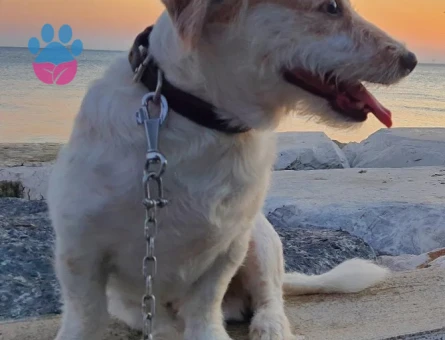 Jack + Maltese Melezi oğluma...