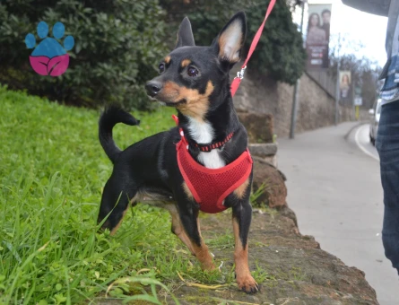 Kızıma Eş arıyorum