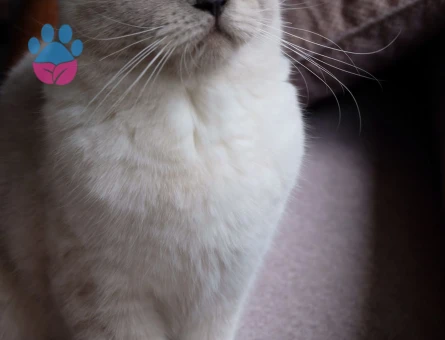 Oğluma es arıyorum