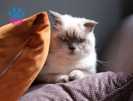 Oğluma es arıyorum