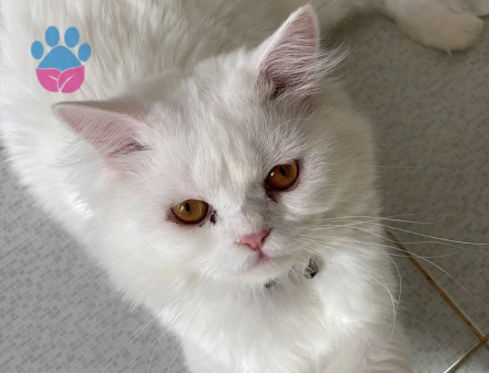 İran Kedisi Oğlumuza eş arıyoruz