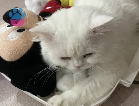 İran Kedisi Oğlumuza eş arıyoruz