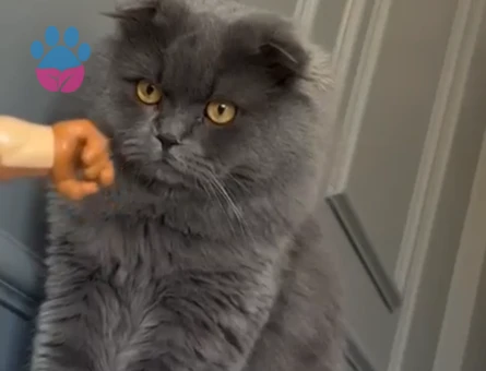 Scotish fold kedime dişi arıyorum