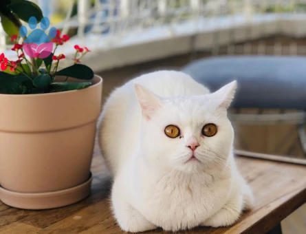 British Shorthair Kedimize eş arıyoruz