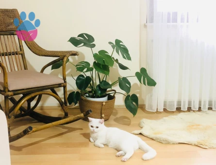 British Shorthair Kedimize eş arıyoruz