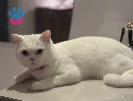 British Shorthair Dişi kedime Eş Arıyorum