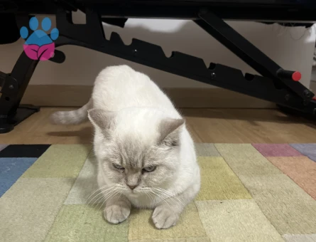 British Shorthair Blue point kızımız
