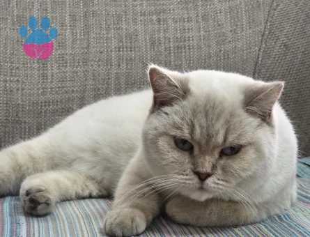 British Shorthair Blue point kızımız