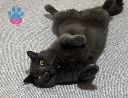 British Shorthair 1,5 Yaşında Eş Arıyor