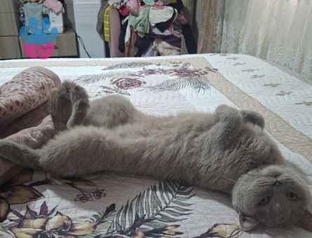 British Shorthair Kızgınlıkta