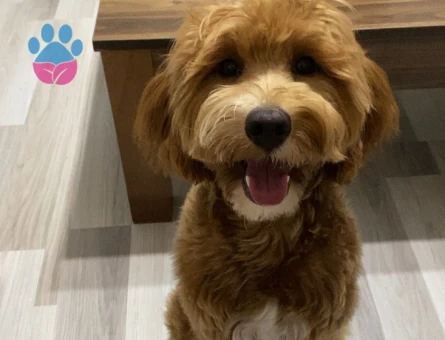 Toy poddle 3 yaşında