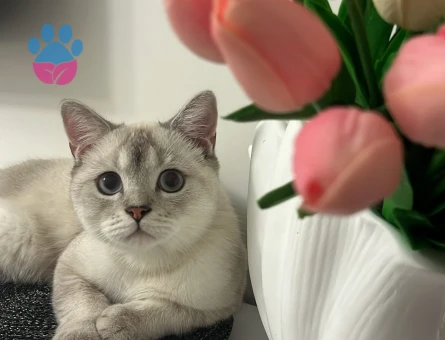 British Shorthair 8 Aylık Kedim Eş Arıyor