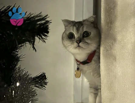 Scottish Fold kızıma eş arıyorum acil!