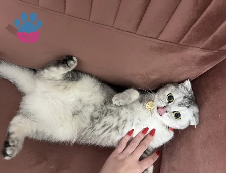 Scottish Fold kızıma eş arıyorum acil!
