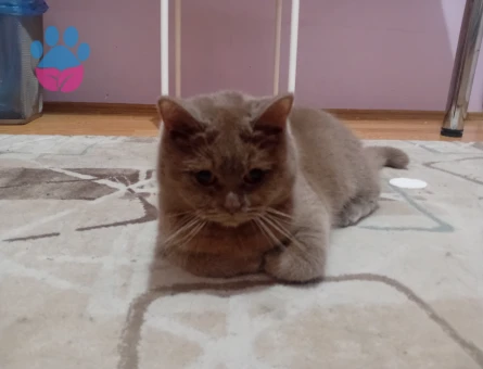 British dışı kedime eş ariyoruz