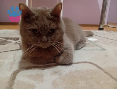 British dışı kedime eş ariyoruz