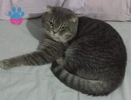 Scottish Fold 1 Yaşında Eş Arıyor