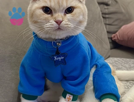 Kayısımıza eş arıyoruz