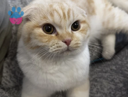 Kayısımıza eş arıyoruz