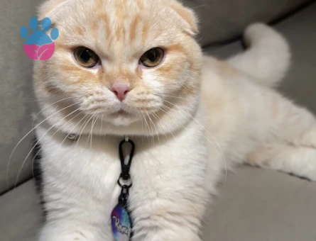 Kayısımıza eş arıyoruz