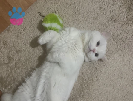 British Shorthair 1 Yaşında Kedim Eş Arıyor