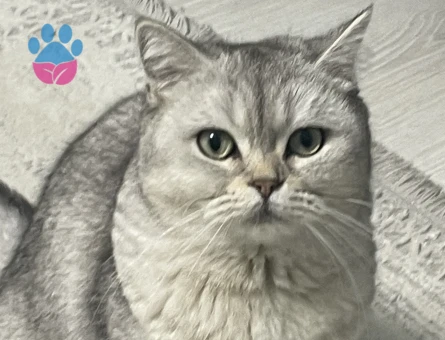 Canımız Kızımıza Eş aramaktayız