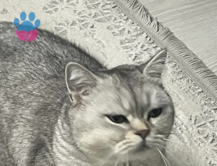 Canımız Kızımıza Eş aramaktayız