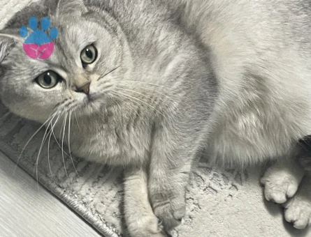 Canımız Kızımıza Eş aramaktayız