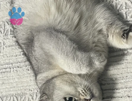 Canımız Kızımıza Eş aramaktayız