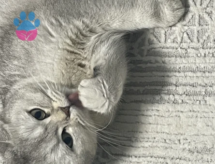 Canımız Kızımıza Eş aramaktayız