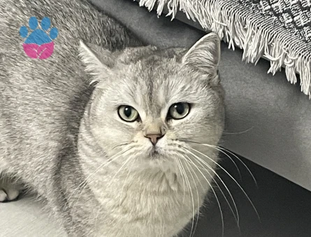 Canımız Kızımıza Eş aramaktayız