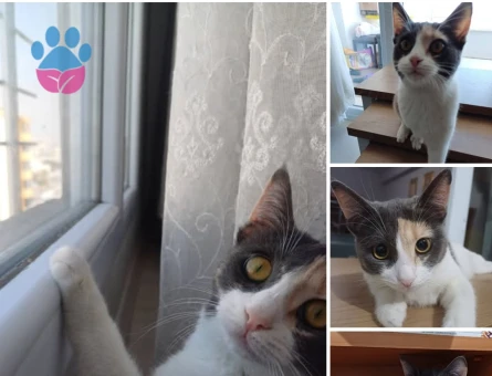 Dişi kedime Scottish veya longhair eş