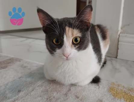 Dişi kedime Scottish veya longhair eş