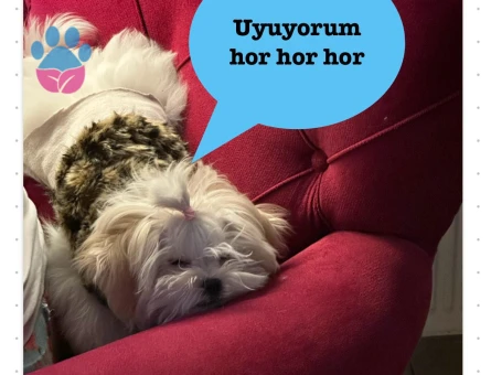 Maltese Terrier 1 Yaşında Eş Arıyor