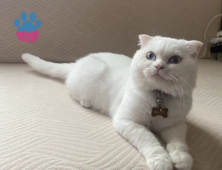 Scottish Fold Yakışıklı Oğluma Eş Arıyorum