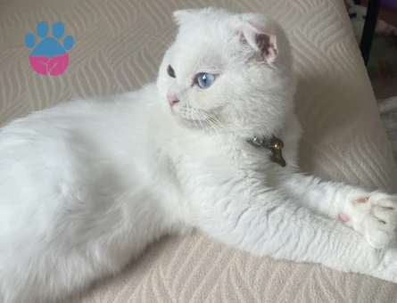 Scottish Fold Yakışıklı Oğluma Eş Arıyorum