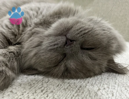 British Shorthair Kedimiz için Eş arıyoruz