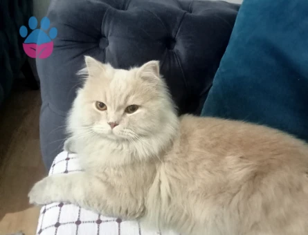 İran Kedisi 1,5 Yaşında Erkek Kızgınlıkta