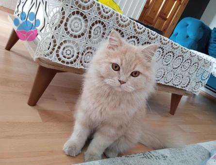 İran Kedisi 1,5 Yaşında Erkek Kızgınlıkta