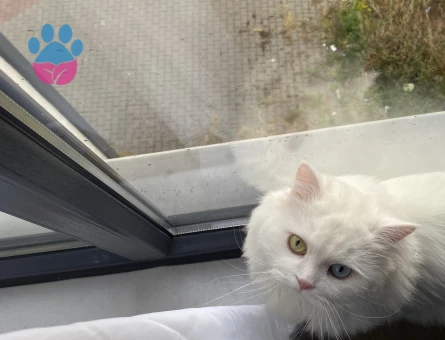 Chincilla Kedimi çiftleştirmek istiyorum