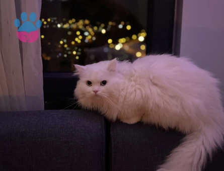 Chincilla Kedimi çiftleştirmek istiyorum