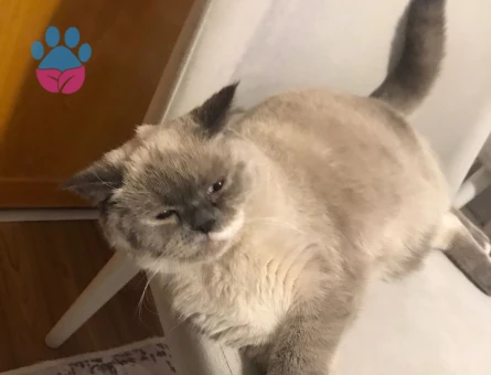 British Shorthair Dişi Kedime Eş Arıyorum