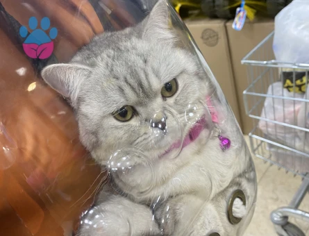 British Longhair Erkek Yavrularıma Prenses Arıyorum