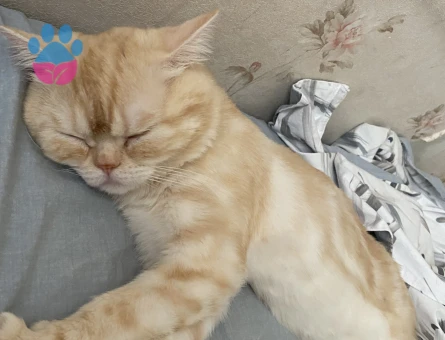 British Longhair Erkek Yavrularıma Prenses Arıyorum