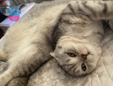 British Longhair Erkek Yavrularıma Prenses Arıyorum